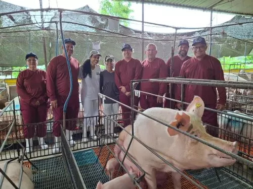 SUINOCULTURA ][ Granja baiana é referência em biossegurança e sustentabilidade